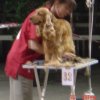 Grooming in process