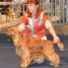 Joe du Domaine d\'Haïsha BOB Golden Dog Trophy 2012