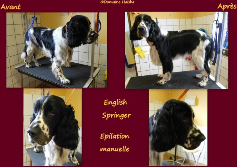 Esthetiquecanine: Toilettage du Domaine d'Haisha Esthetiquecanine: Toilettage du Domaine d'Haisha
