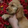 nellie2