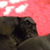 lorie_jingle015
