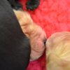 lorie_jingle017