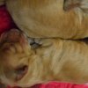 lorie_jingle018