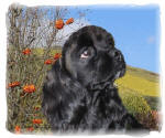 American Cocker Spaniel