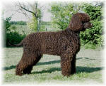 Irish Water Spaniel